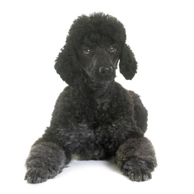 Studio siyah fino köpeği