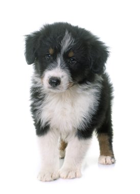 köpek yavrusu Avustralyalı çoban Studio
