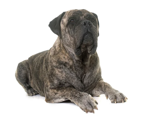 Bull mastiff i studio — Stockfoto