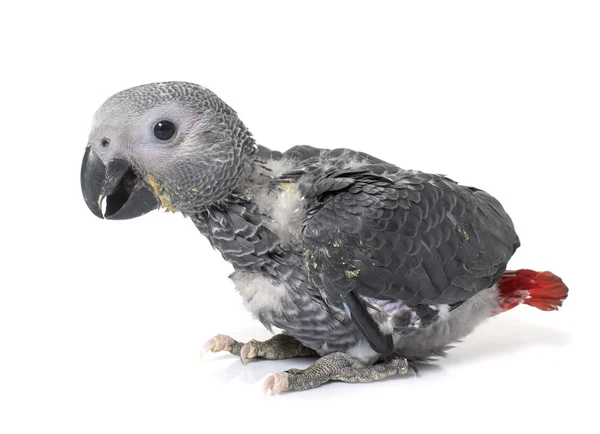 Baby szary papuga — Zdjęcie stockowe