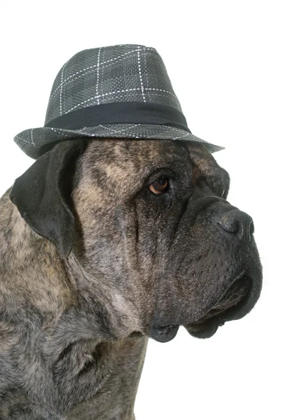 Bull mastiff and hat — Stock Photo, Image