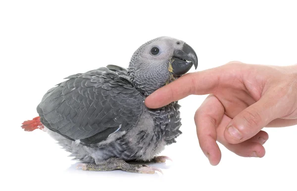 Baby gray parrot — Stock Photo, Image