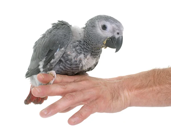 Baby gray parrot — Stock Photo, Image