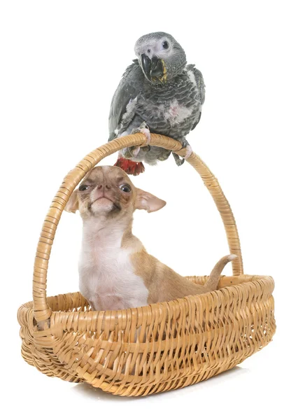 Baby gray parrot and chihuahua — Stock Photo, Image