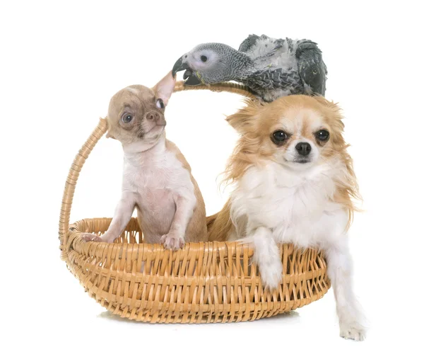 Papagaio cinza bebê e chihuahua — Fotografia de Stock