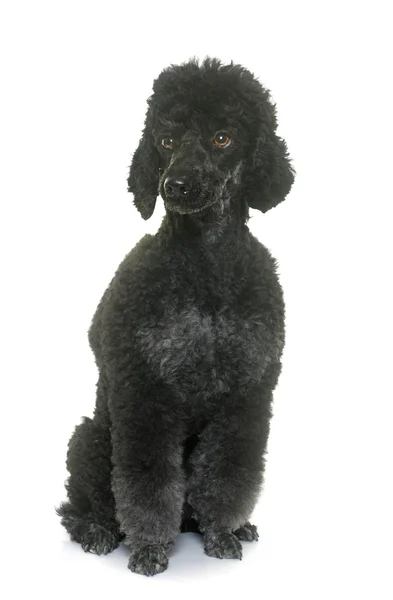 Poodle preto em estúdio — Fotografia de Stock