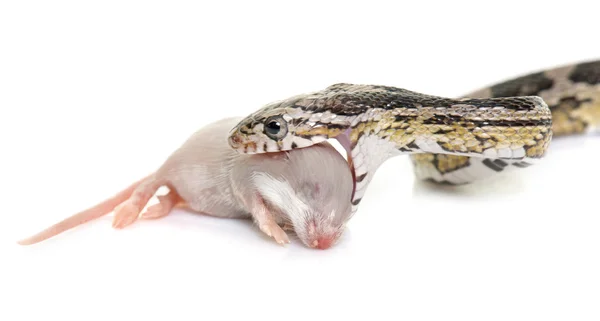 玉米蛇吃老鼠 — 图库照片