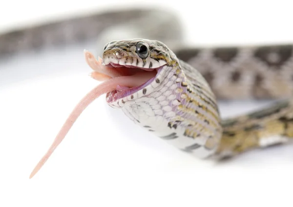 玉米蛇吃老鼠 — 图库照片