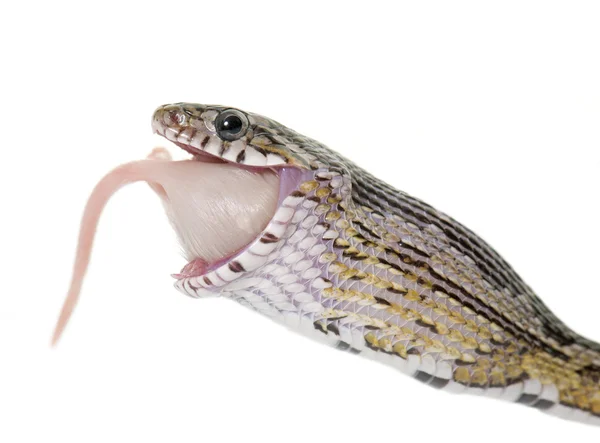 Corn snake eating mouse — Stock Photo, Image