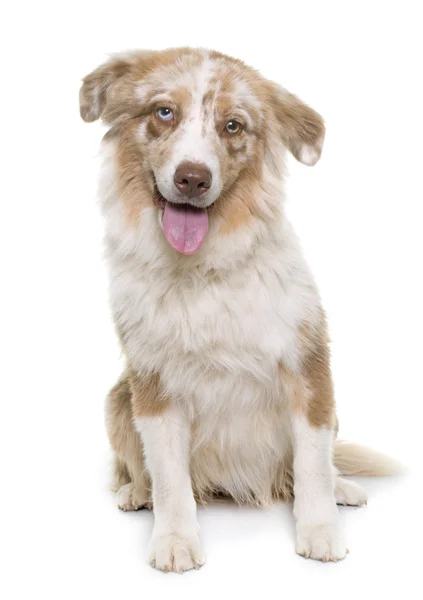 Australische herder in studio — Stockfoto