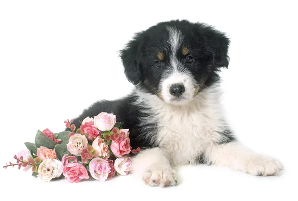 De Australische herder pup in studio — Stockfoto