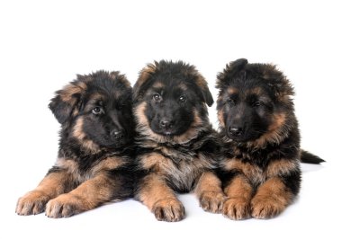 Köpek yavruları, beyaz arka planda Alman çoban köpeği.