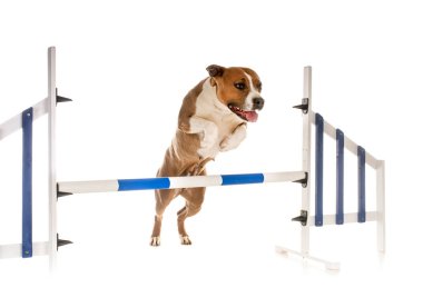 Beyaz arka planda zıplayan American Stadyumu Teriyeri