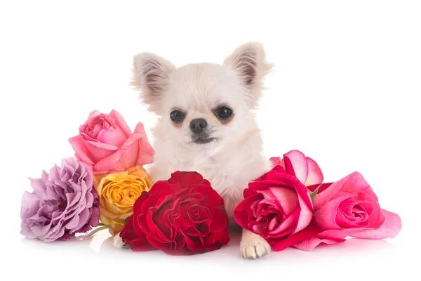 Puppy Chihuahua Voor Witte Achtergrond — Stockfoto