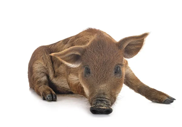 Joven Mangalica Delante Fondo Blanco —  Fotos de Stock