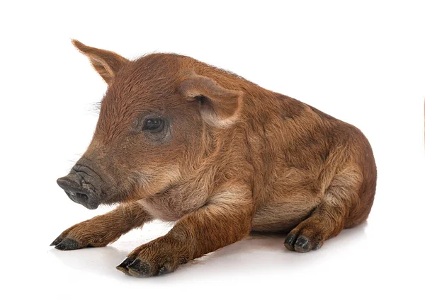 Jeune Mangalica Face Fond Blanc — Photo