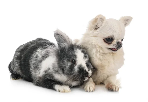 Aslan Başlı Tavşan Chihuahua Beyaz Arkaplanın Önünde — Stok fotoğraf