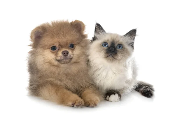 Young Pomeranian Birman Kitten Front White Background — Stock Photo, Image