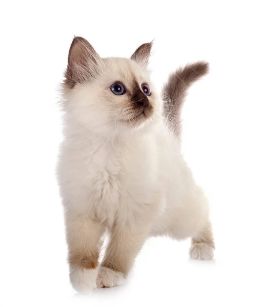 Birman Gatito Frente Blanco Fondo — Foto de Stock