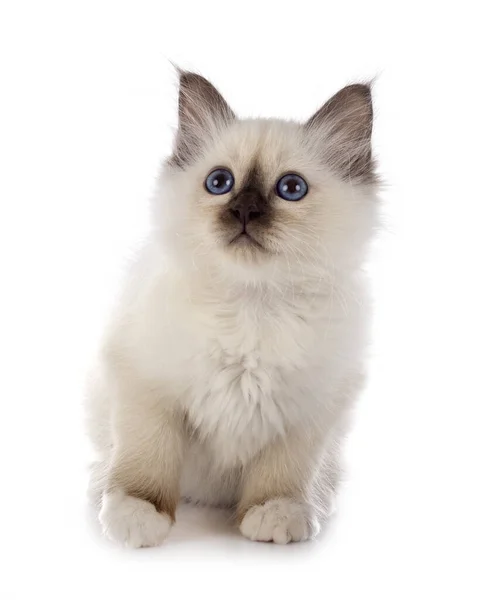 Birman Gatinho Frente Fundo Branco — Fotografia de Stock