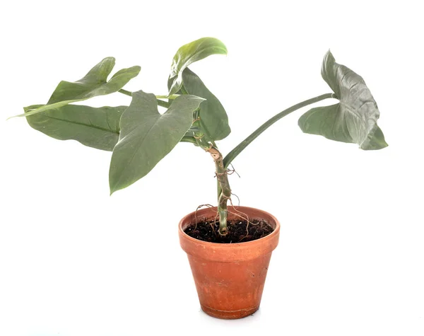 Philodendron Hastatum Voor Witte Achtergrond — Stockfoto
