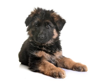 Beyaz arka planda köpek yavrusu Alman çoban köpeği.