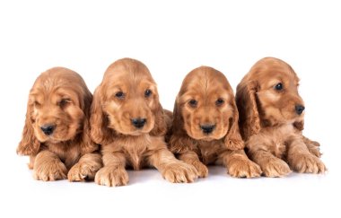 Yavru köpek cocker spanyel beyaz arkaplan önünde