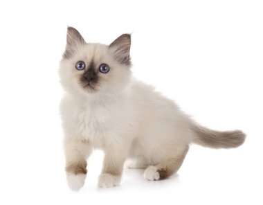 Birman kedi yavrusu beyaz arkaplan önünde