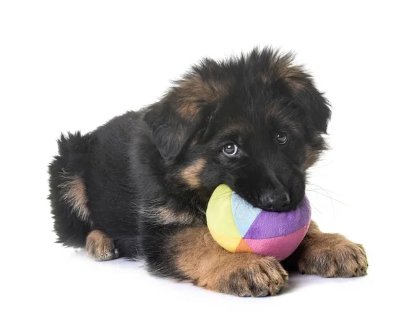 Welpe Schäferhund Vor Weißem Hintergrund — Stockfoto