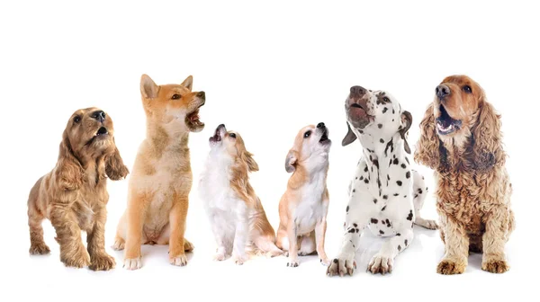 白い背景の前で吠える犬たち — ストック写真
