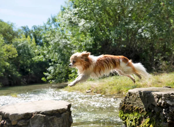 Czystorasowe Chihuahua Skoków Przyrodzie Dzień Lata — Zdjęcie stockowe