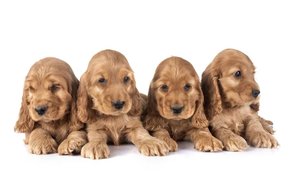 Puppies Cocker Spaniel Front White Background — Stock Photo, Image