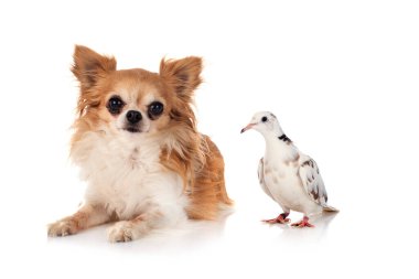 Beyaz arkaplan önünde Afrika yakalı güvercin ve chihuahua