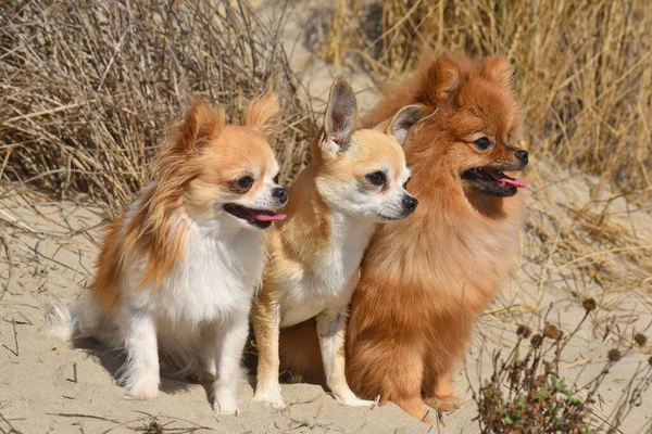 Drie Kleine Honden Die Natuur Verblijven — Stockfoto