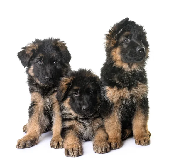 Cuccioli Pastore Tedesco Davanti Sfondo Bianco — Foto Stock