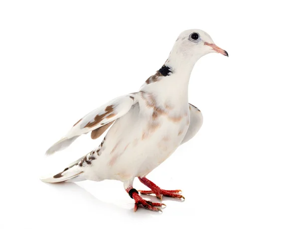 African Collared Dove Front White Background — Stock Photo, Image