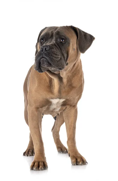 Italian Mastiff Front White Background — Stock Photo, Image