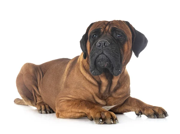 Italiensk Mastiff Framför Vit Bakgrund — Stockfoto