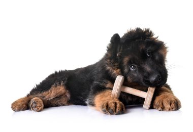 Beyaz arka planda köpek yavrusu Alman çoban köpeği.