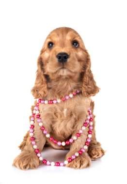 Beyaz arkaplan önünde köpek cocker spaniel