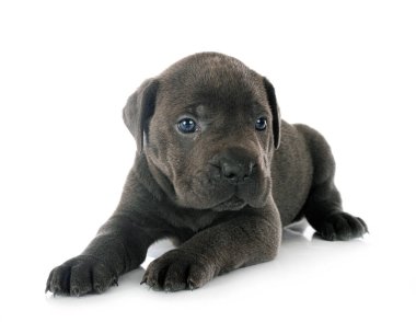 puppy italian mastiff in front of white background clipart