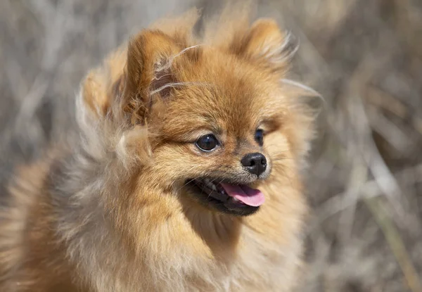 Ritratto Una Giovane Pomerania Nella Natura — Foto Stock