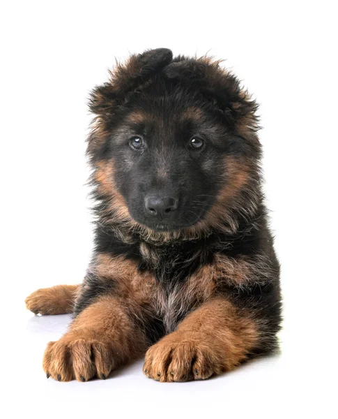 Puppy German Shepherd Front White Background — Stock Photo, Image