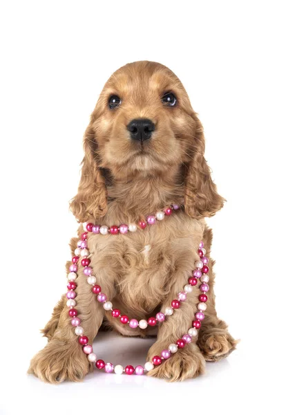 Puppy Cocker Spaniel Front White Background — Stock Photo, Image