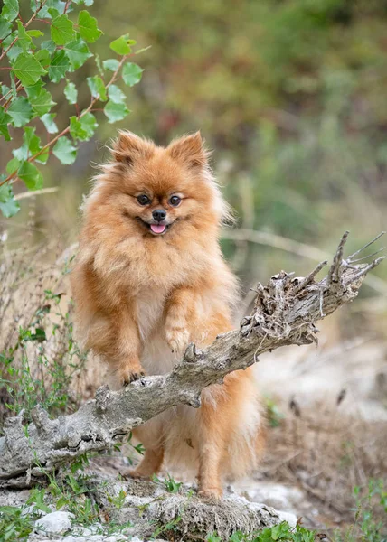 Young Pomeranian Picture Nature Autumn — Stock Photo, Image