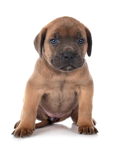 Cucciolo Mastino Italiano Davanti Sfondo Bianco — Foto Stock