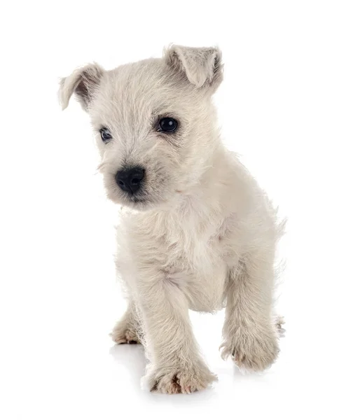 Puppy West Highland White Terrier Voor Witte Achtergrond — Stockfoto