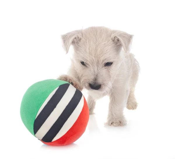 Cachorro West Highland White Terrier Frente Fundo Branco — Fotografia de Stock