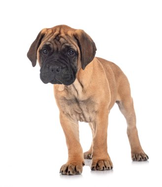 Beyaz arkaplan önünde genç bir boğa.