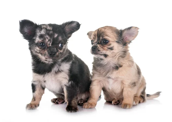 Κουτάβια Chihuahua Μπροστά Από Λευκό Φόντο — Φωτογραφία Αρχείου